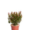PHOTINIA X FRASEREI CHICO (R-ROYALTY)