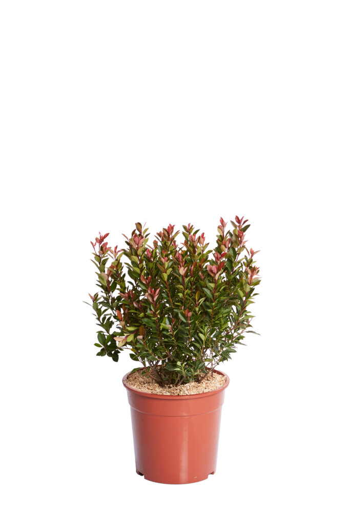 PHOTINIA X FRASEREI CHICO (R-ROYALTY)
