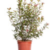 PHOTINIA X FRASEREI ROBUSTA COMPATTA