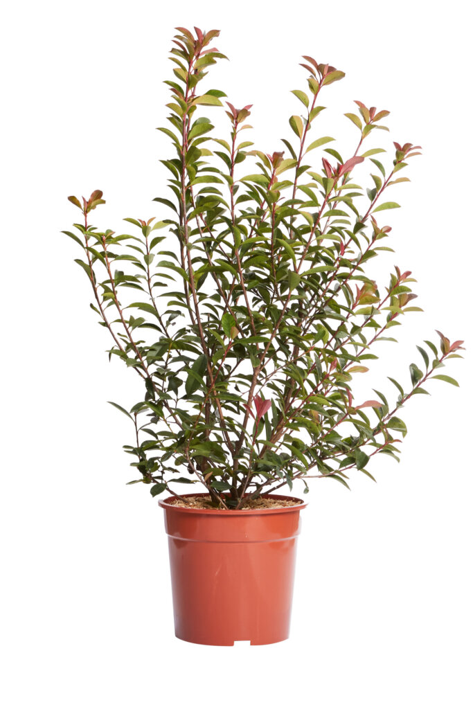 PHOTINIA X FRASERI ROBUSTA COMPACTA