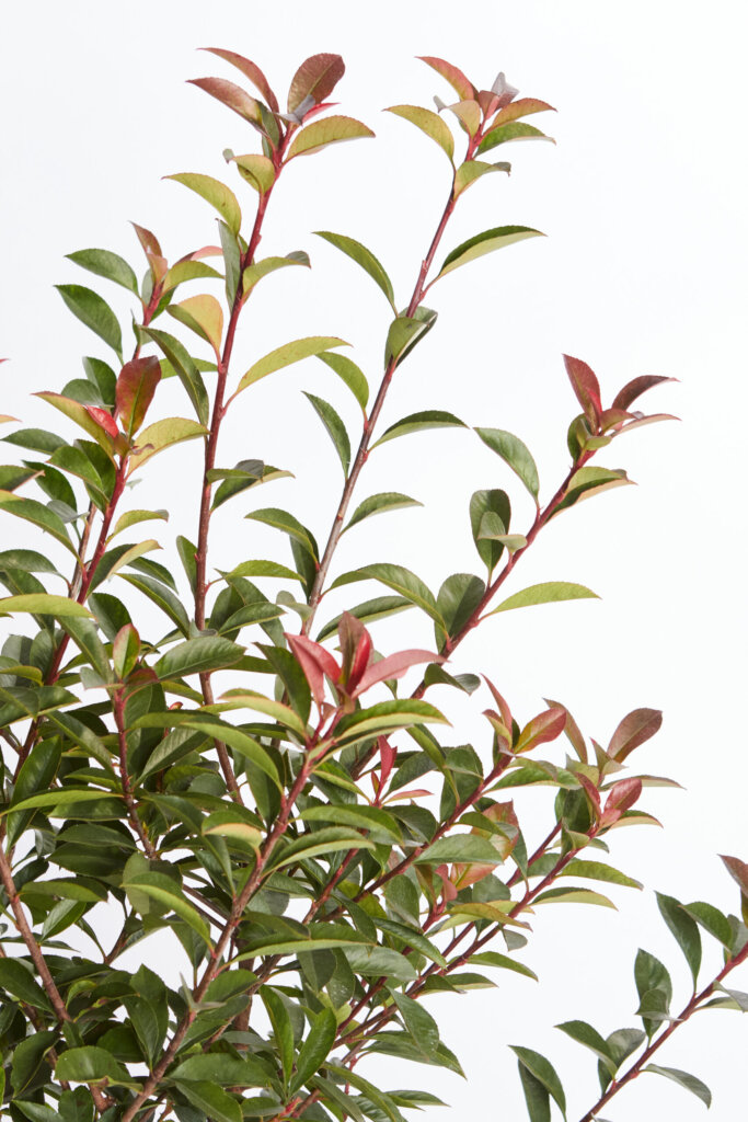 PHOTINIA X FRASERI ROBUSTA COMPACTA