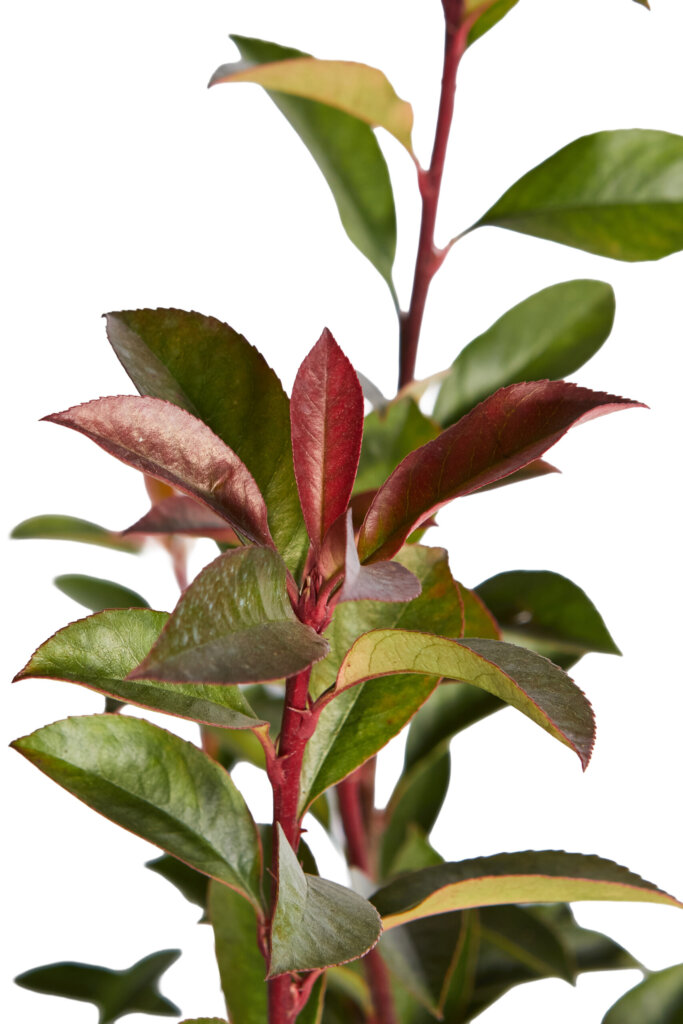 PHOTINIA X FRASERI ROBUSTA COMPACTA