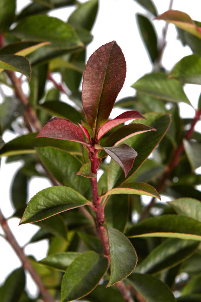 PHOTINIA X FRASERI ROBUSTA COMPACTA