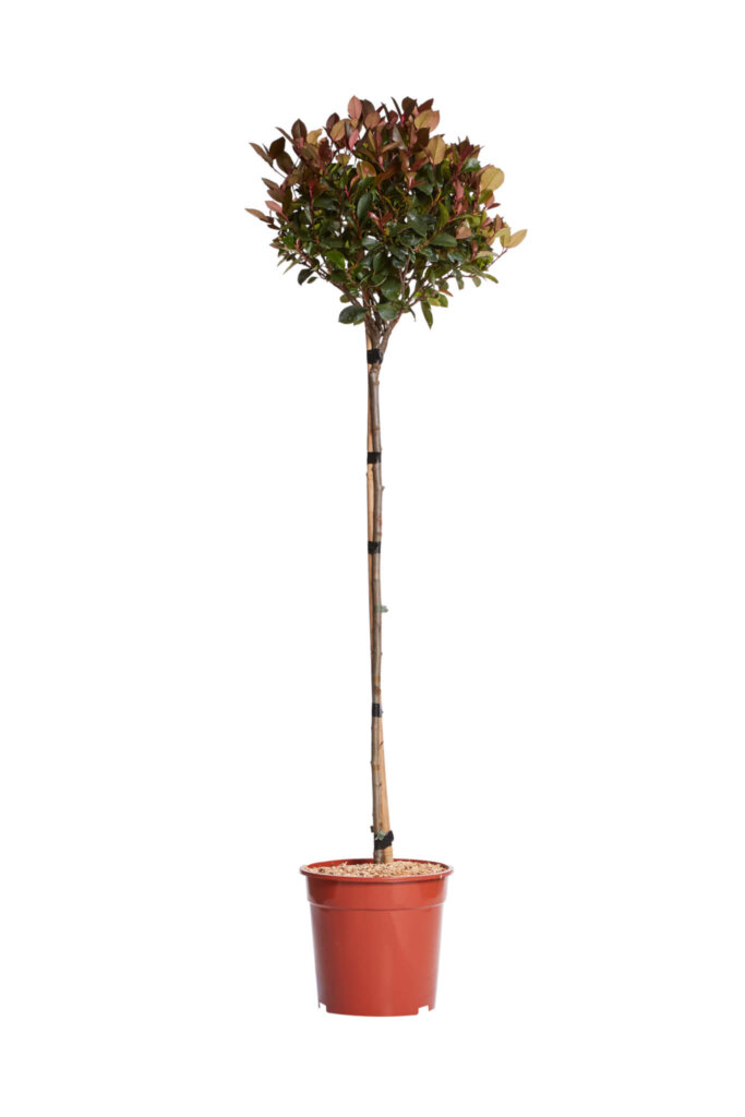 PHOTINIA X FRASERI LITTLE RED ROBIN