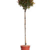 PHOTINIA LITTLE RED ROBIN
