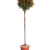 PHOTINIA LITTLE RED ROBIN