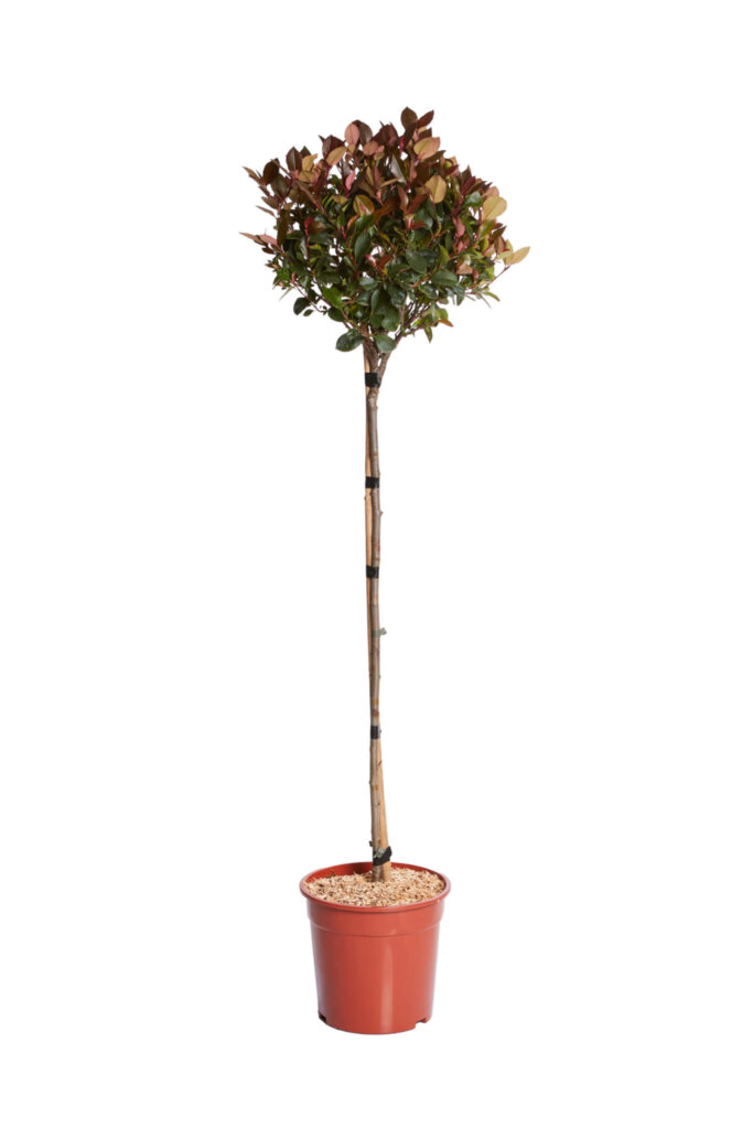 PHOTINIA X FRASERI LITTLE RED ROBIN