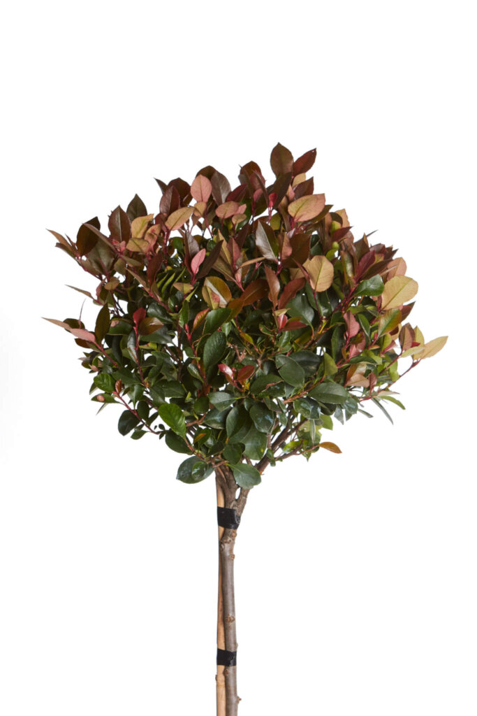 PHOTINIA X FRASERI LITTLE RED ROBIN