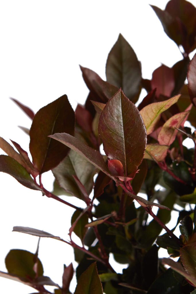 PHOTINIA X FRASERI LITTLE RED ROBIN