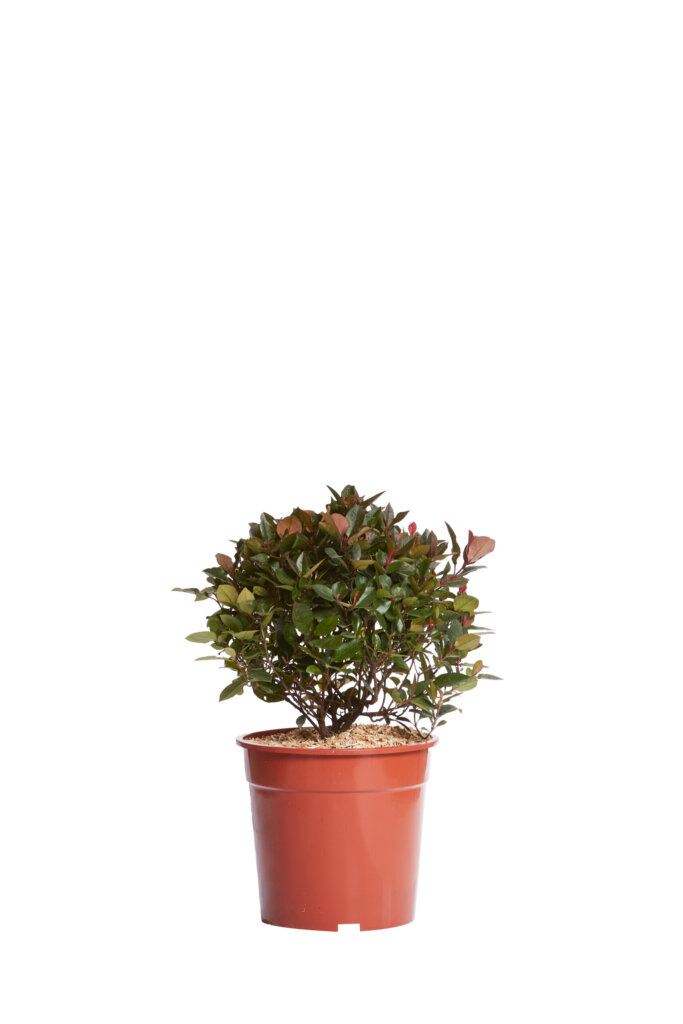 PHOTINIA FRASERI LITTLE RED ROBIN