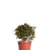 PHOTINIA LITTLE RED ROBIN