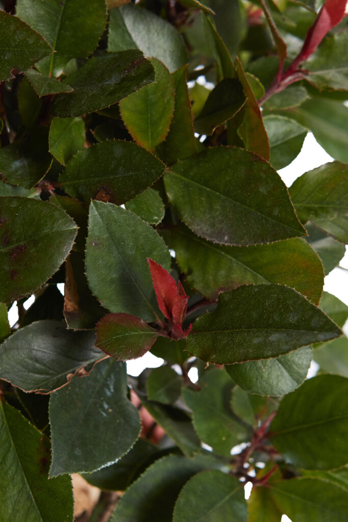 PHOTINIA FRASERI LITTLE RED ROBIN