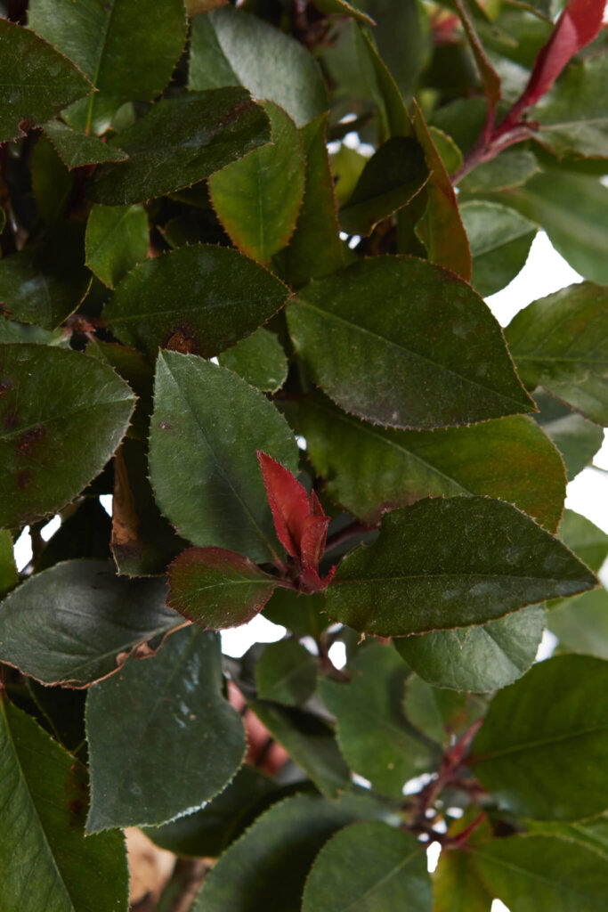PHOTINIA X FRASERI LITTLE RED ROBIN