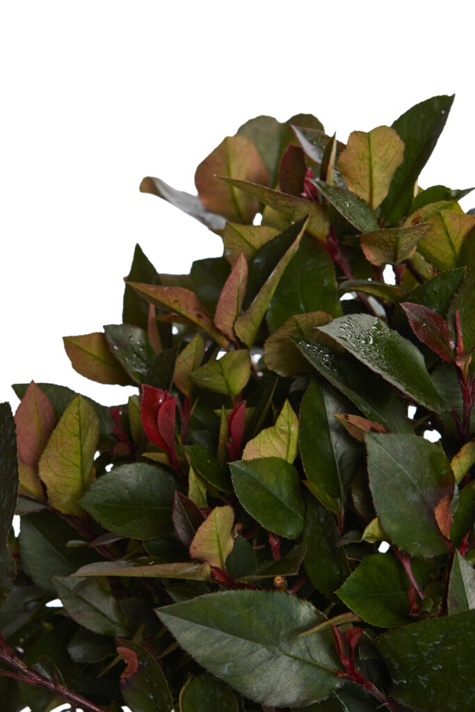 PHOTINIA FRASERI LITTLE RED ROBIN