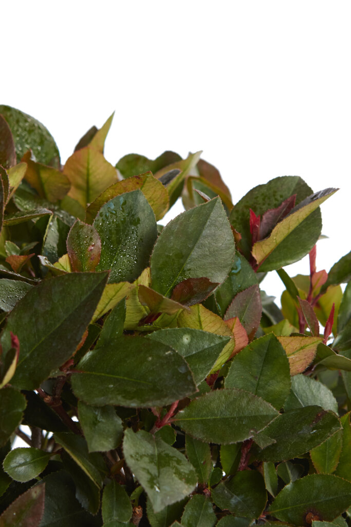 PHOTINIA FRASERI LITTLE RED ROBIN