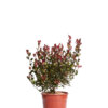 PHOTINIA LITTLE RED ROBIN