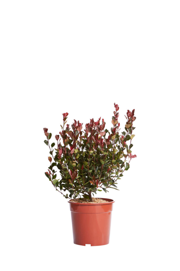 PHOTINIA X FRASERI LITTLE RED ROBIN