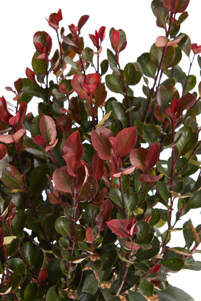 PHOTINIA X FRASERI LITTLE RED ROBIN