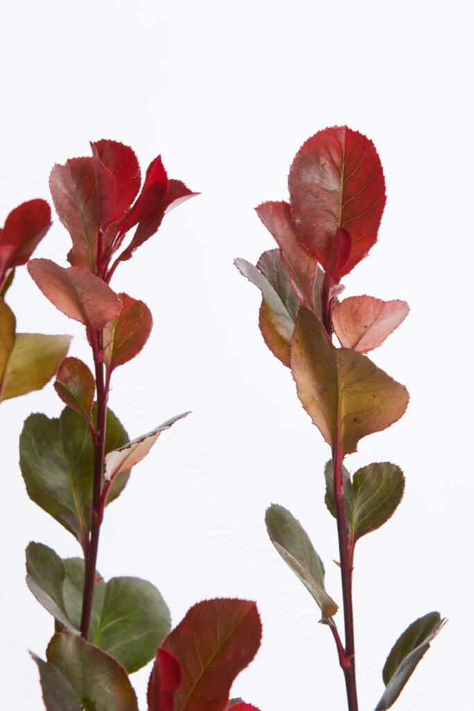PHOTINIA X FRASERI LITTLE RED ROBIN