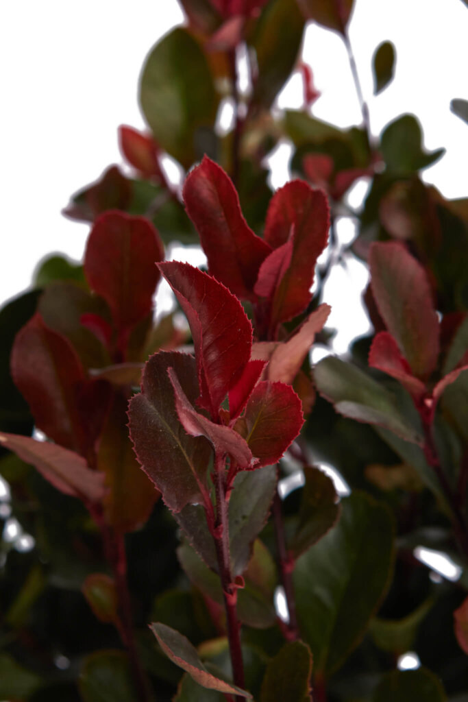PHOTINIA X FRASERI LITTLE RED ROBIN