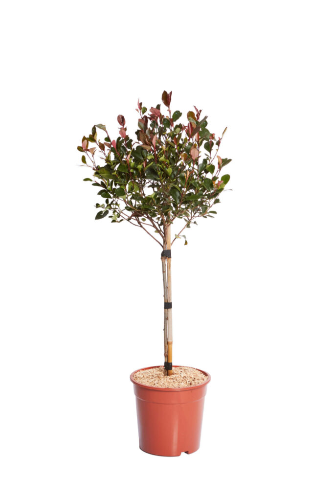 PHOTINIA X FRASEREI LITTLE RED ROBIN