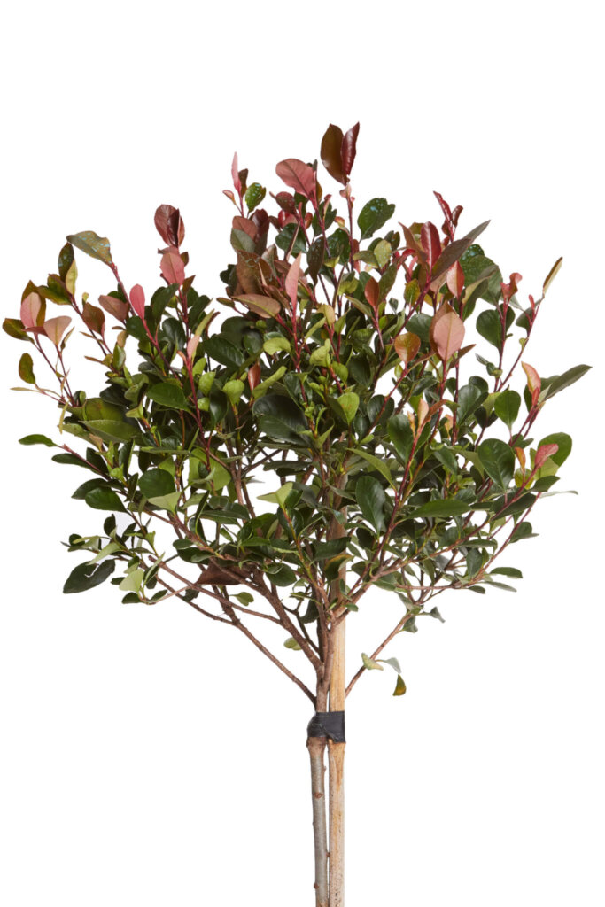 PHOTINIA X FRASERI LITTLE RED ROBIN