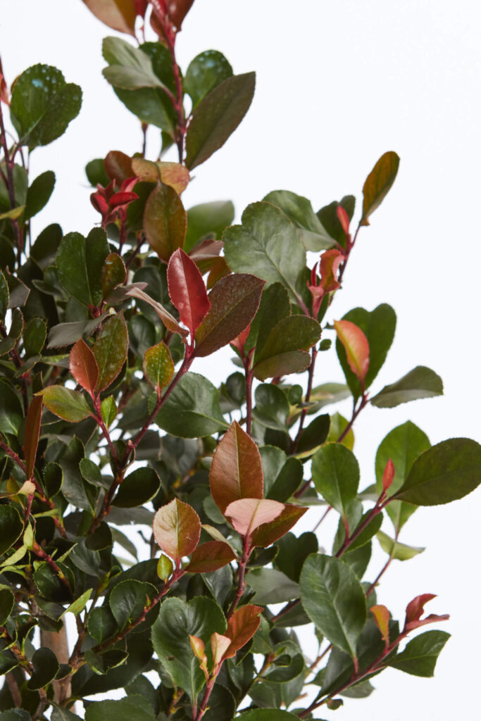 PHOTINIA X FRASERI LITTLE RED ROBIN
