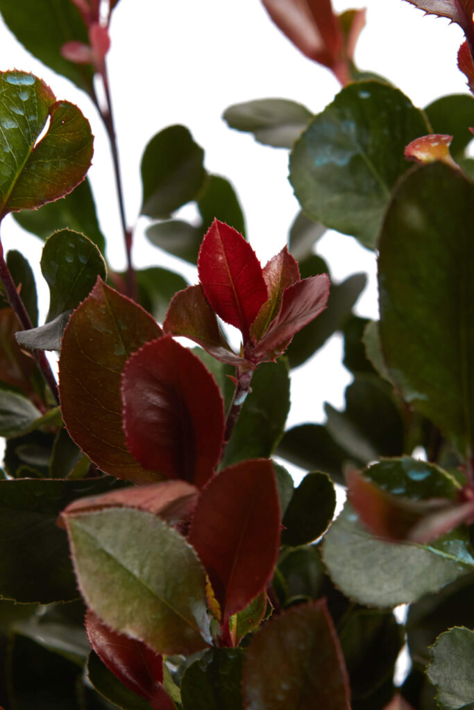 PHOTINIA X FRASERI LITTLE RED ROBIN