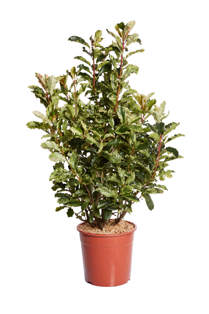 PHOTINIA SERRATIFOLIA PINK CRISPY