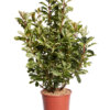PHOTINIA SERRATIFOLIA PINK CRISPY