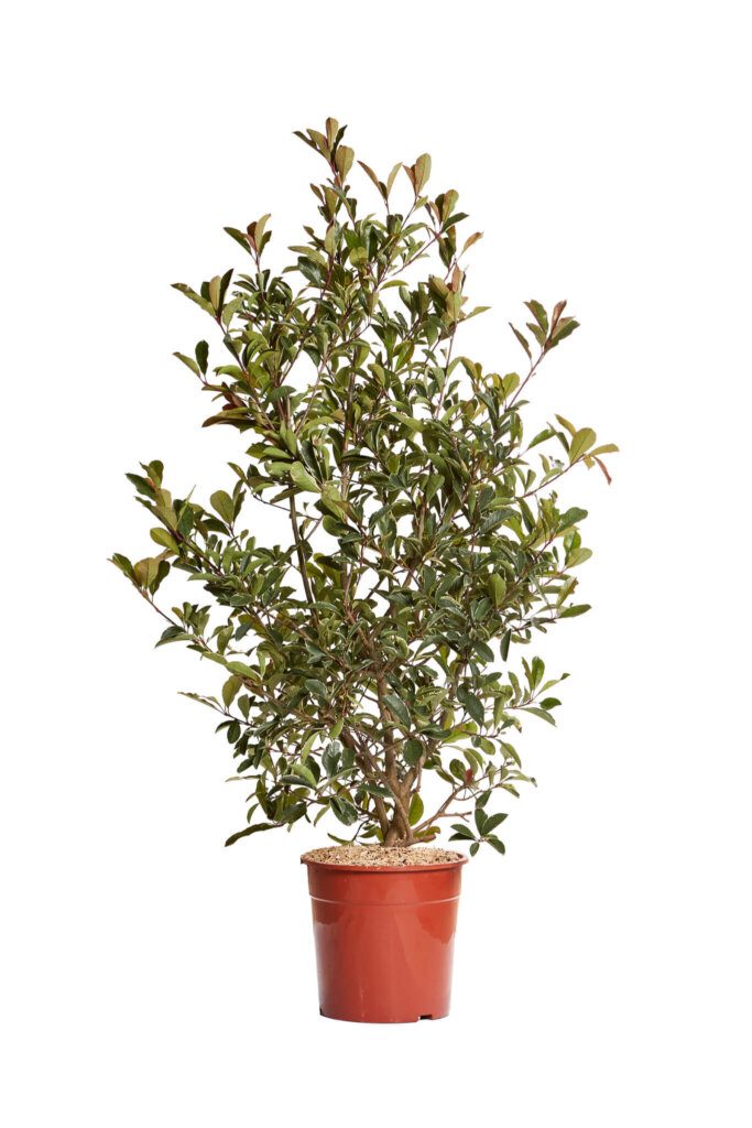 PHOTINIA X FRASERI PINK MARBLE(R-ROYALTY)
