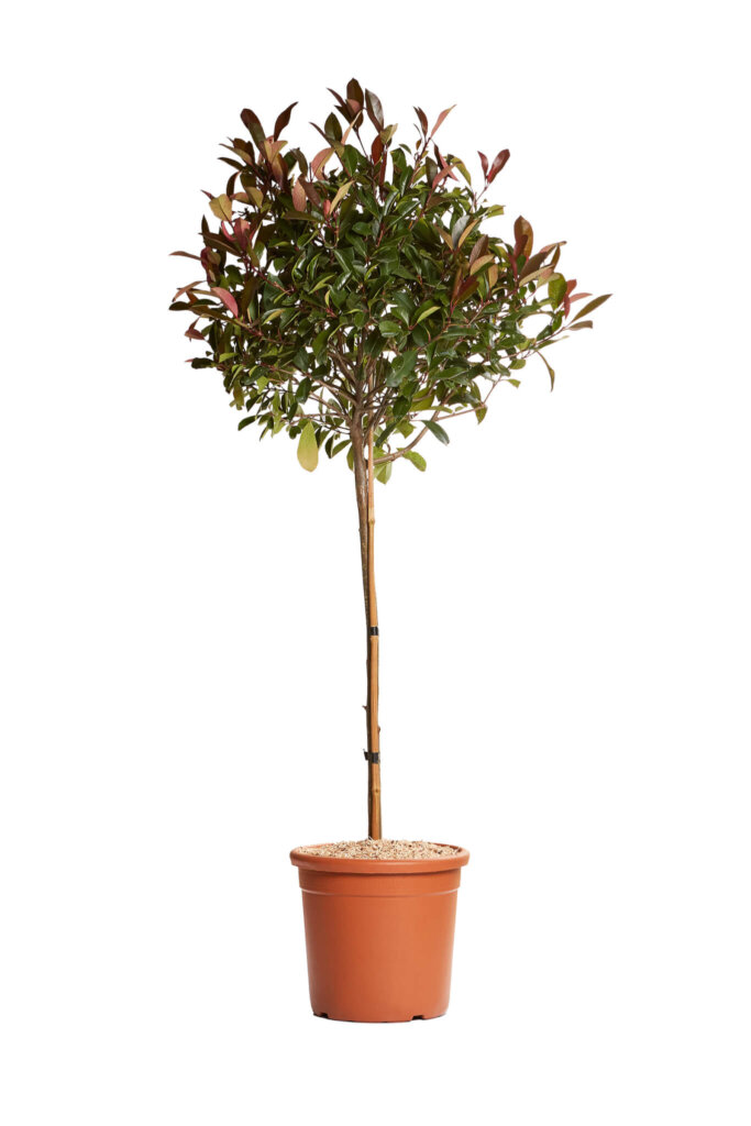 PHOTINIA FRASERI RED ROBIN