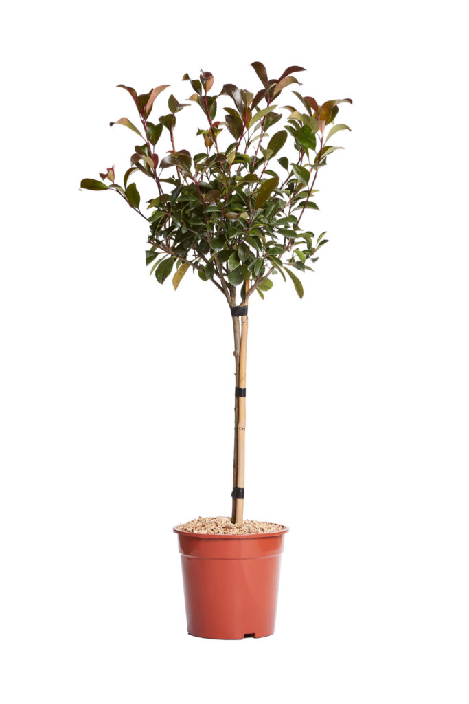 PHOTINIA X FRASEREI RED ROBIN