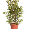 PHOTINIA X FRASEI RED ROBIN