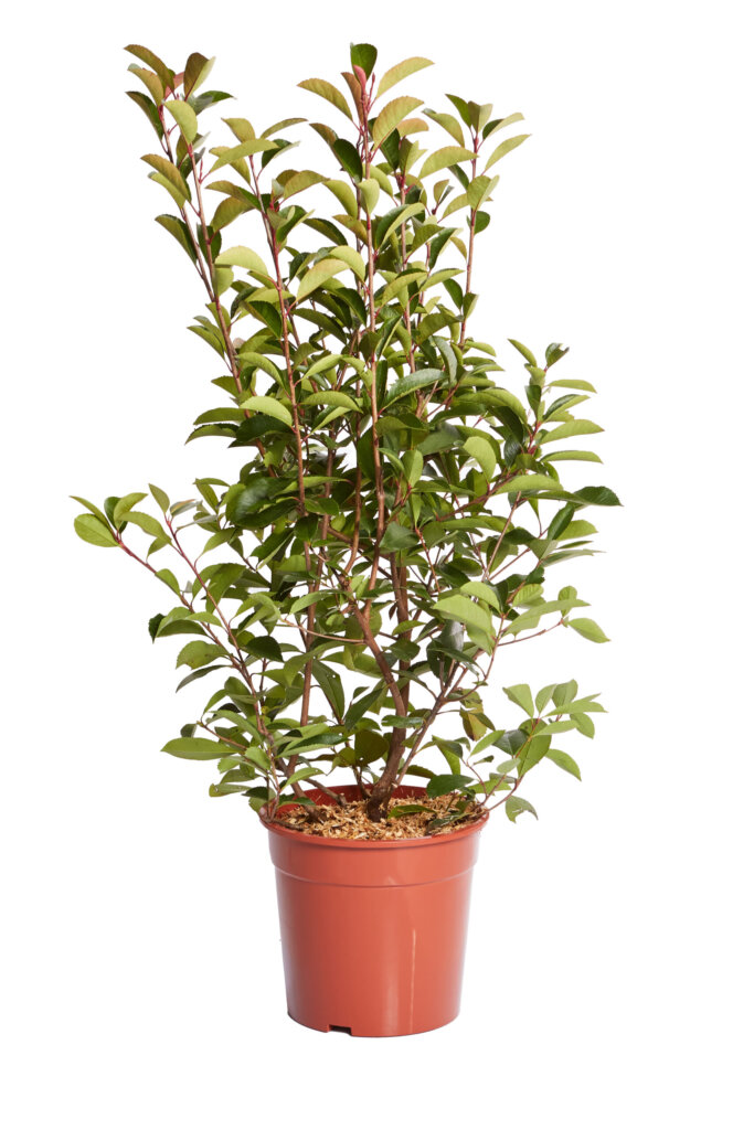 PHOTINIA X FRASEREI RED ROBIN
