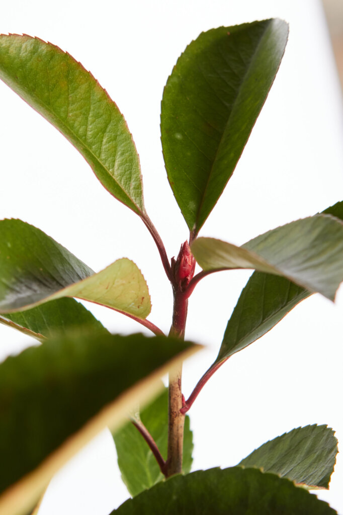PHOTINIA X FRASEREI RED ROBIN