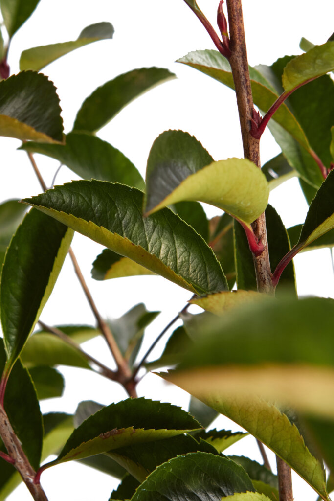 PHOTINIA X FRASEREI RED ROBIN