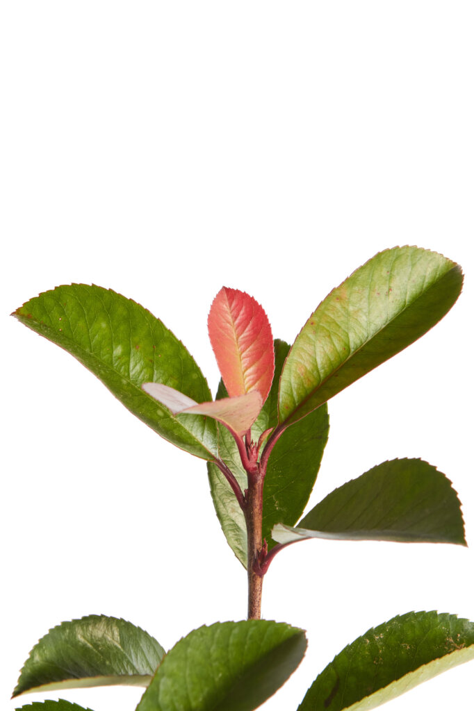 PHOTINIA X FRASEREI RED ROBIN