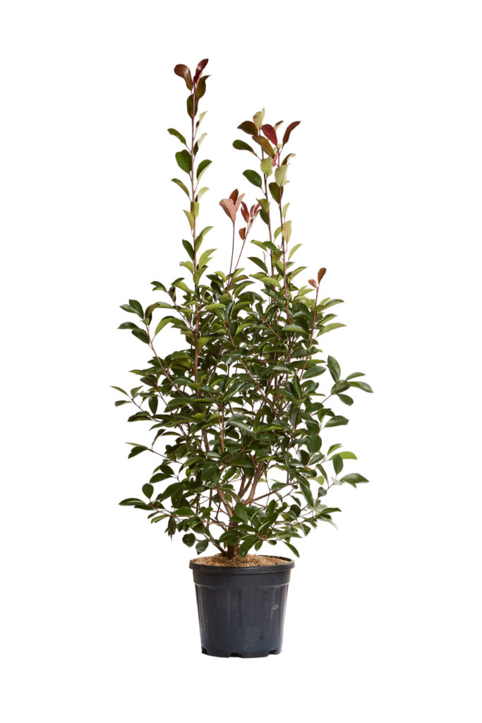 PHOTINIA X FRASEREI RED ROBIN