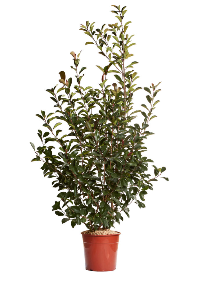 PHOTINIA X FRASEREI RED ROBIN