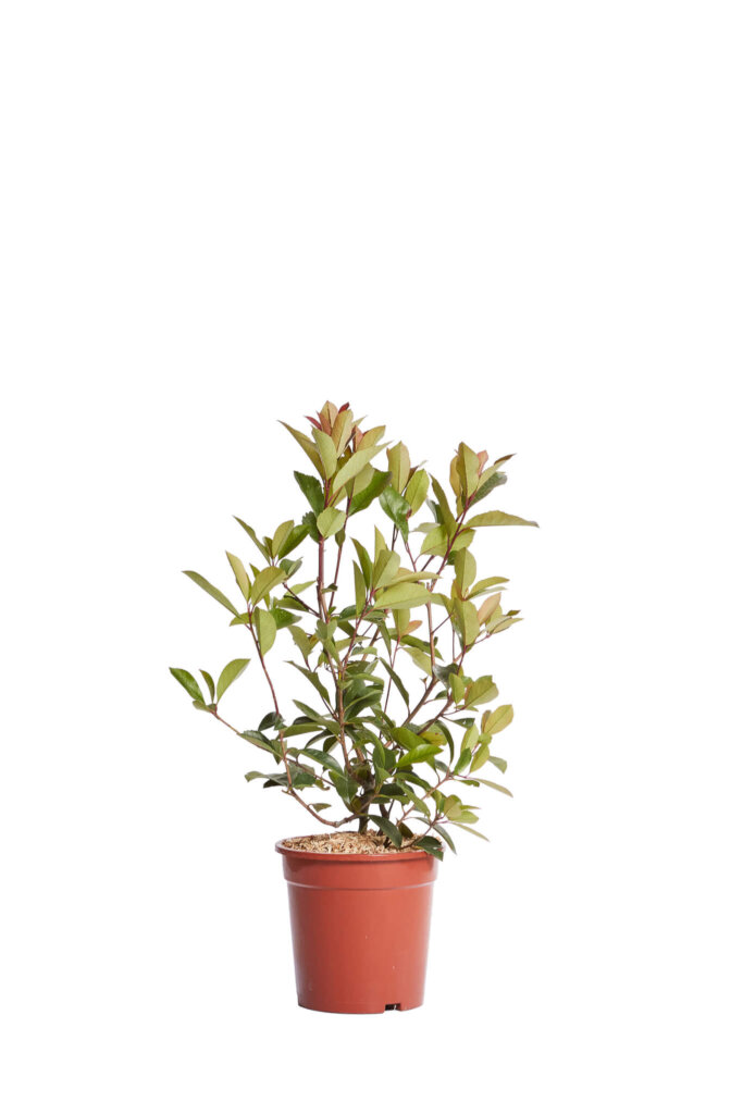 PHOTINIA X FRASEREI RED ROBIN