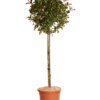PHOTINIA FRASERI MAGICAL VOLCANO
