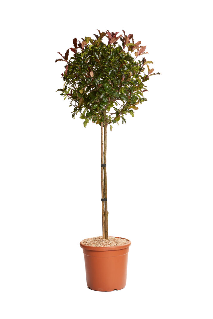 PHOTINIA FRASERI MAGICAL VOLCANO (R-ROYALTY)