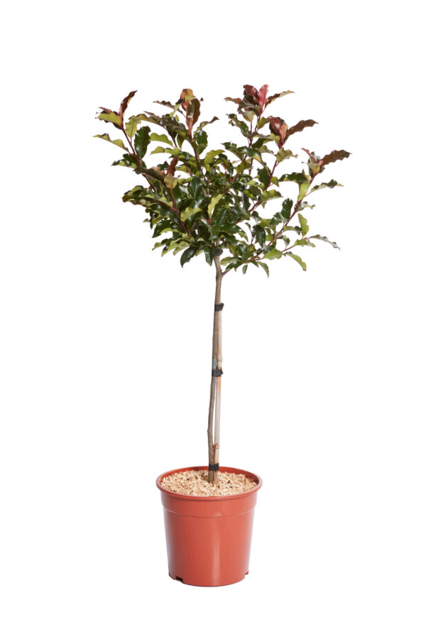 PHOTINIA FRASERI MAGICAL VOLCANO
