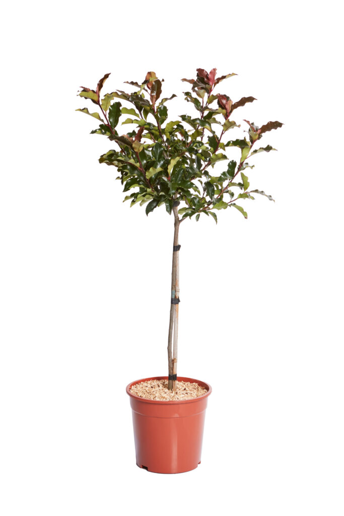 PHOTINIA FRASERI MAGICAL VOLCANO (R-ROYALTY)