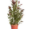 PHOTINIA FRASERI MAGICAL VOLCANO
