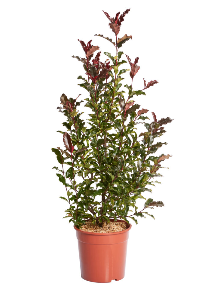 PHOTINIA FRASERI MAGICAL VOLCANO (R-ROYALTY)
