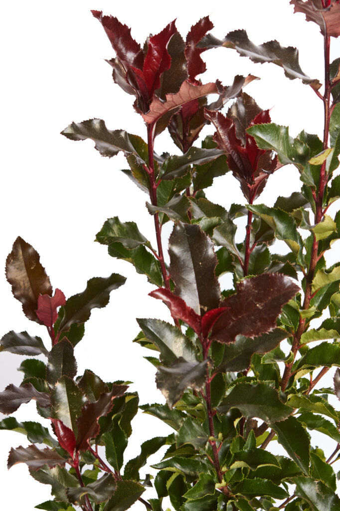 PHOTINIA FRASERI MAGICAL VOLCANO (R-ROYALTY)
