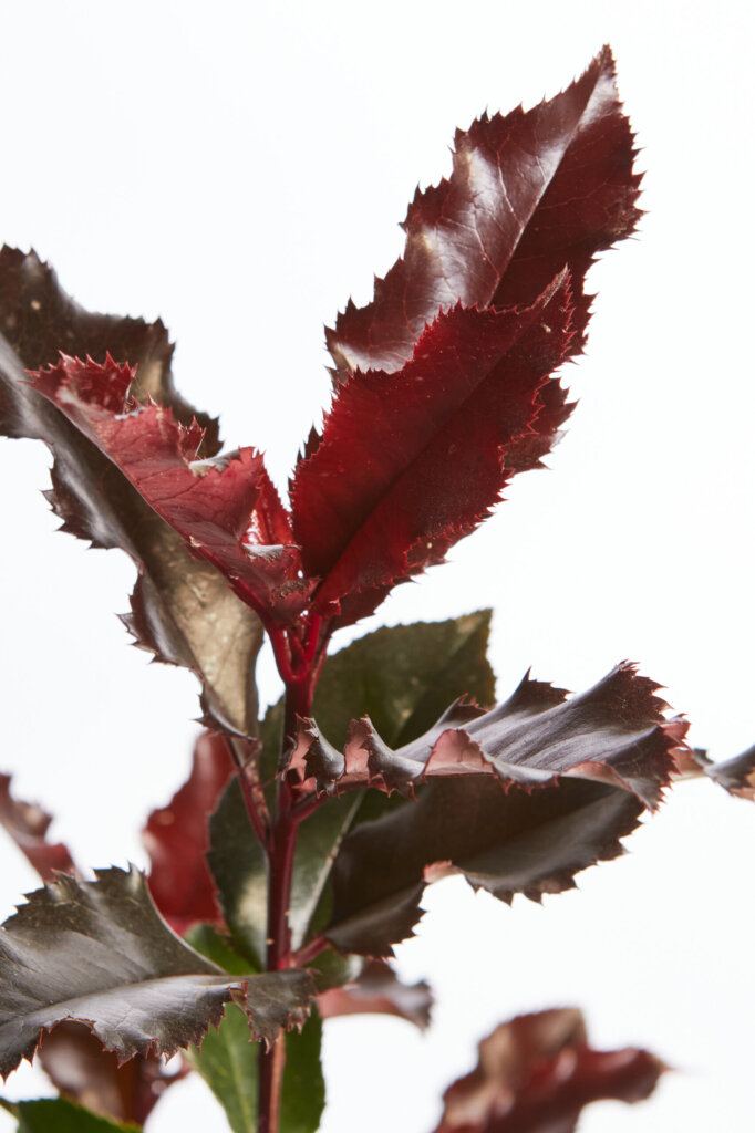 PHOTINIA FRASERI MAGICAL VOLCANO (R-ROYALTY)