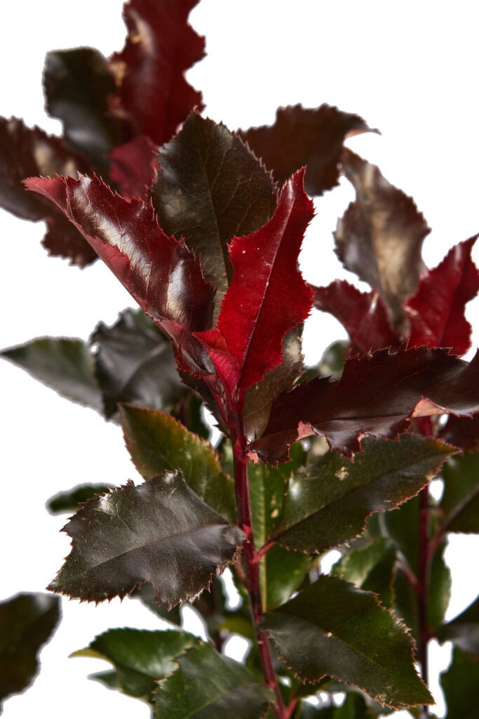PHOTINIA FRASERI MAGICAL VOLCANO (R-ROYALTY)